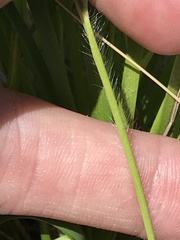 Dichanthelium perlongum