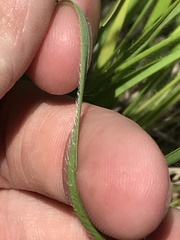 Dichanthelium perlongum