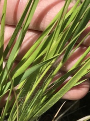 Dichanthelium perlongum