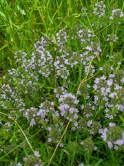 Thymus dzevanovskyi
