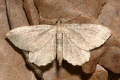 Philereme vetulata