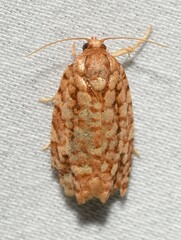 Choristoneura houstonana