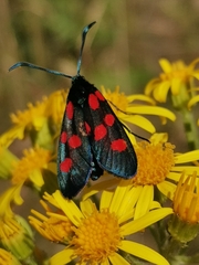 Zygaena angelicae