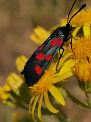Zygaena angelicae