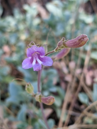 Image of Penstemon caesius by (c) Alix Kosmala, some rights reserved (CC BY)