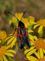 Zygaena angelicae