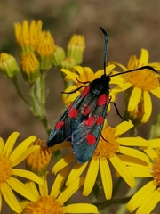 Zygaena angelicae