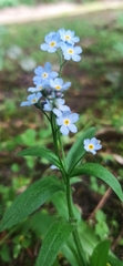 Myosotis scorpioides