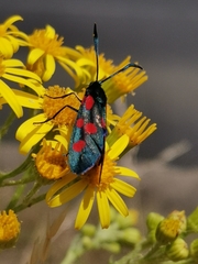 Zygaena angelicae