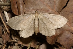 Philereme vetulata