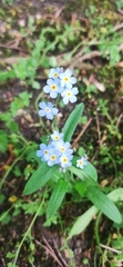 Myosotis scorpioides