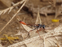 Ammophila laevicollis