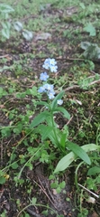 Myosotis scorpioides