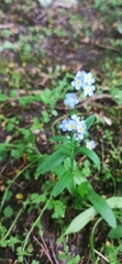 Myosotis scorpioides
