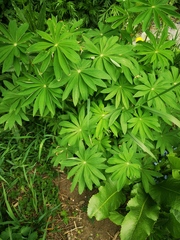 Lupinus polyphyllus