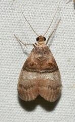 Pococera militella