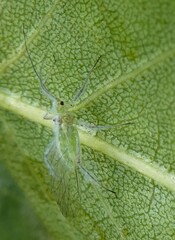 Aphididae