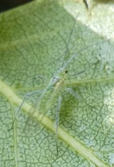 Aphididae