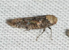Paraphlepsius collitus