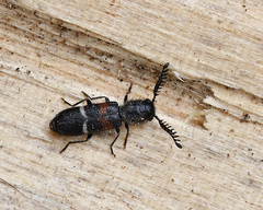 Flabellotilloidea palaestina