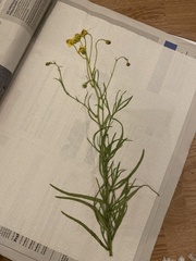 Senecio inaequidens
