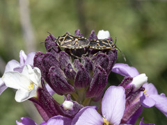 Eurydema lundbladi