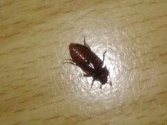 Alphitobius diaperinus