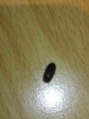 Alphitobius diaperinus