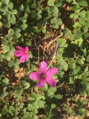 Oxalis hispidula