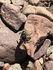 Phidippus purpuratus