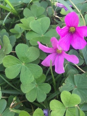 Oxalis hispidula