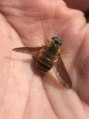 Esenbeckia