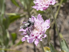 Melecta curvispina