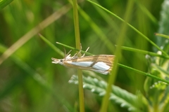 Catoptria conchella