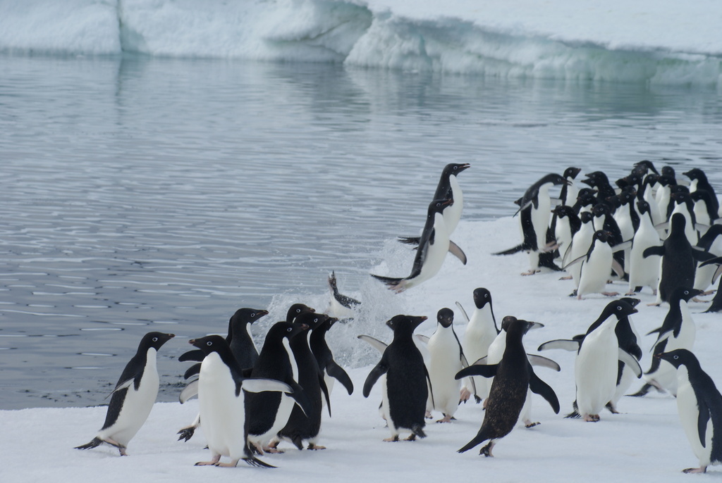 Group of Adélie penguins on snow beside open water