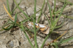 Catoptria conchella
