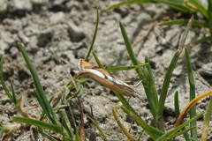 Catoptria conchella