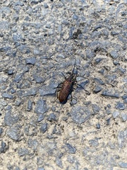 Desmocerus aureipennis