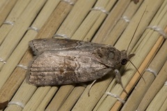 Nycteola asiatica