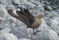 South Polar Skua photo 3