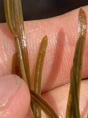 Potamogeton hillii