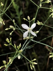 Sabatia macrophylla