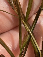 Potamogeton hillii