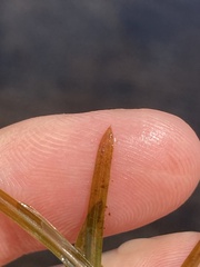 Potamogeton hillii