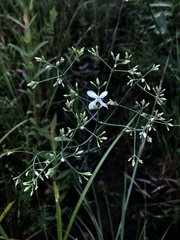 Sabatia macrophylla