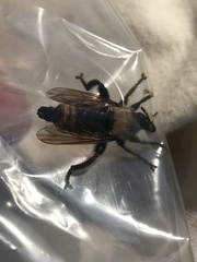 Laphria vorax