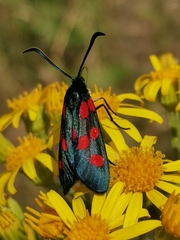 Zygaena angelicae