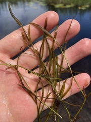 Potamogeton hillii