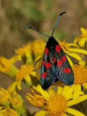 Zygaena angelicae