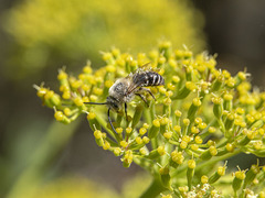 Colletes dimidiatus